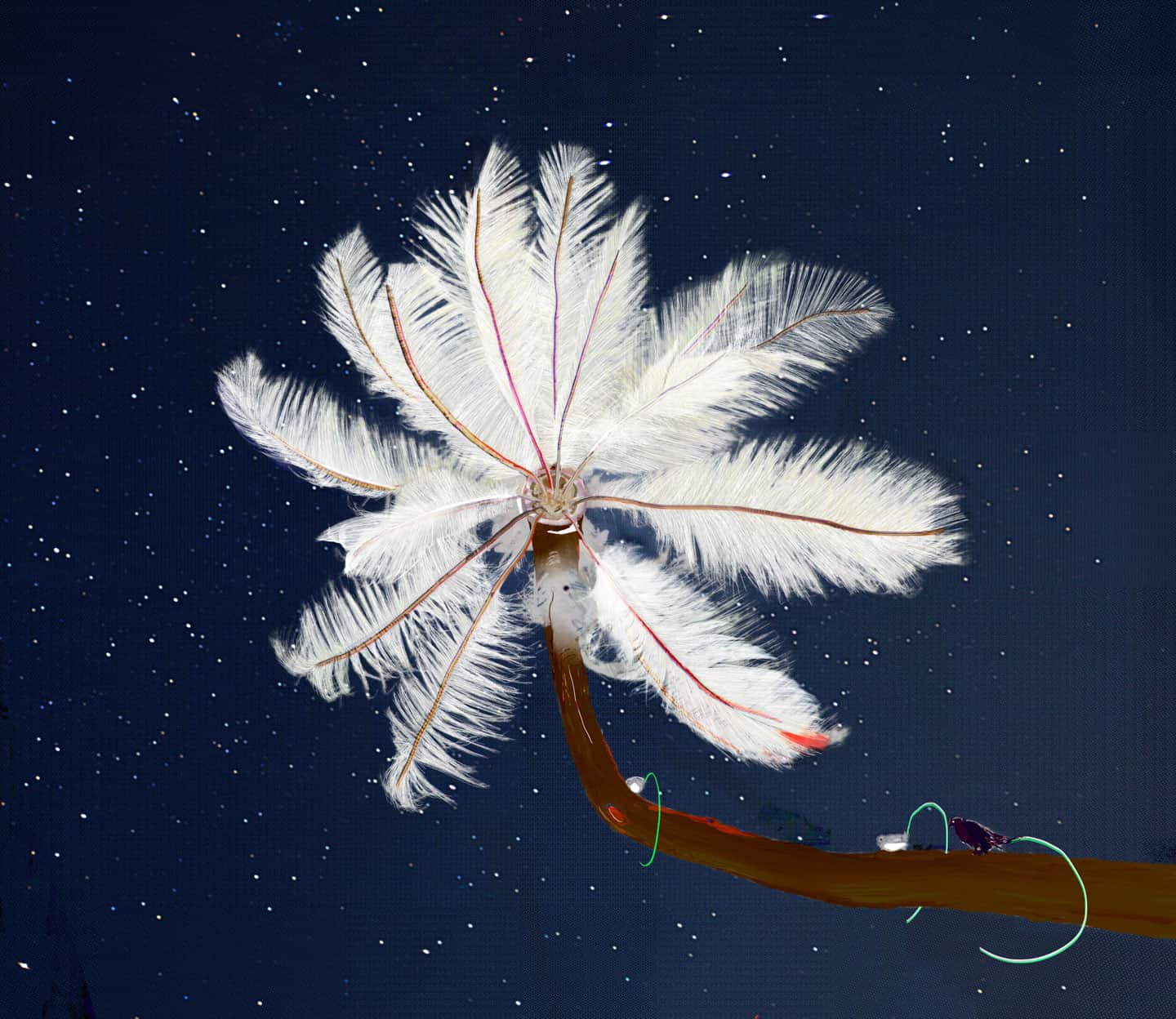 Alex Fischer, Feather Feeder, 2013, 36.4×42 inch digital lightjet